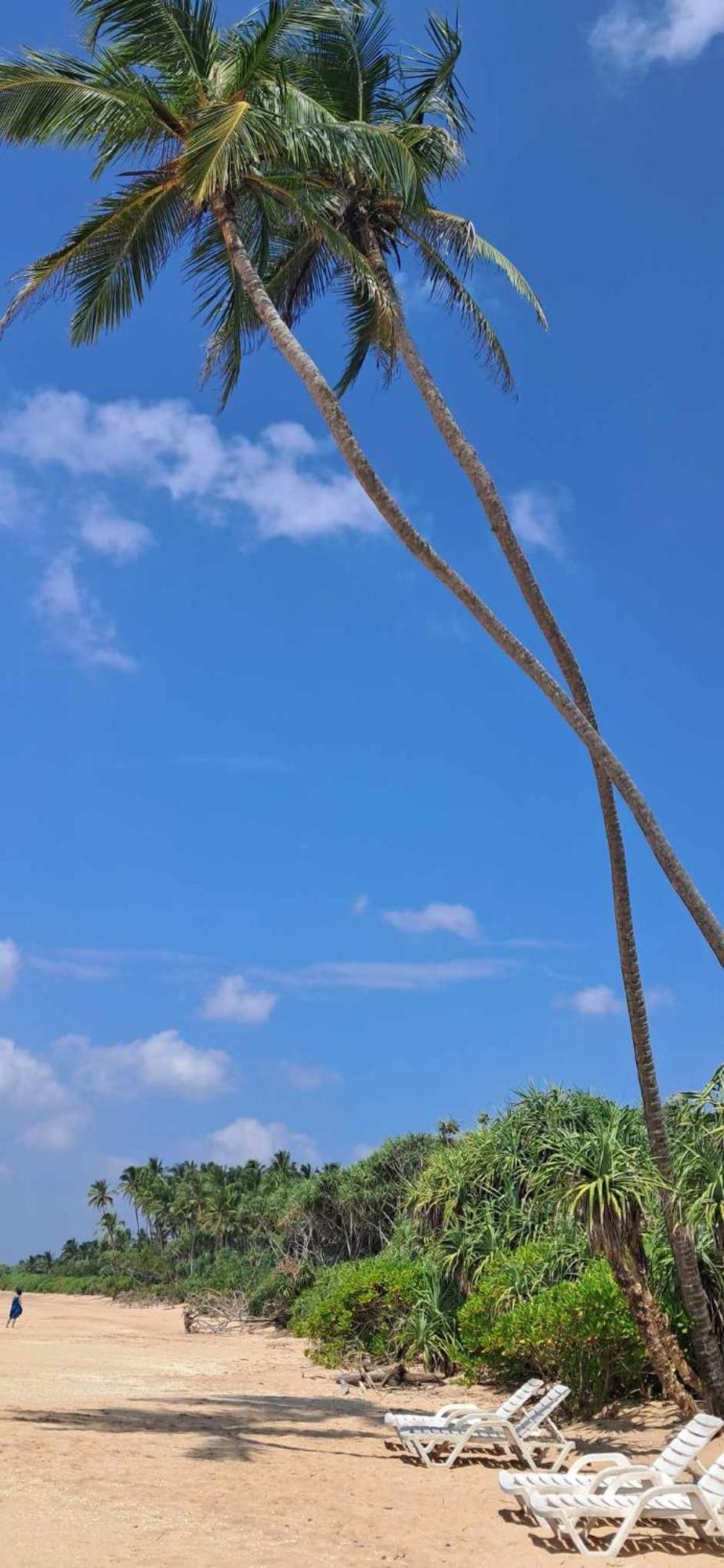 Coconut Tree Hill Rekawa Panzió Tangalle Kültér fotó