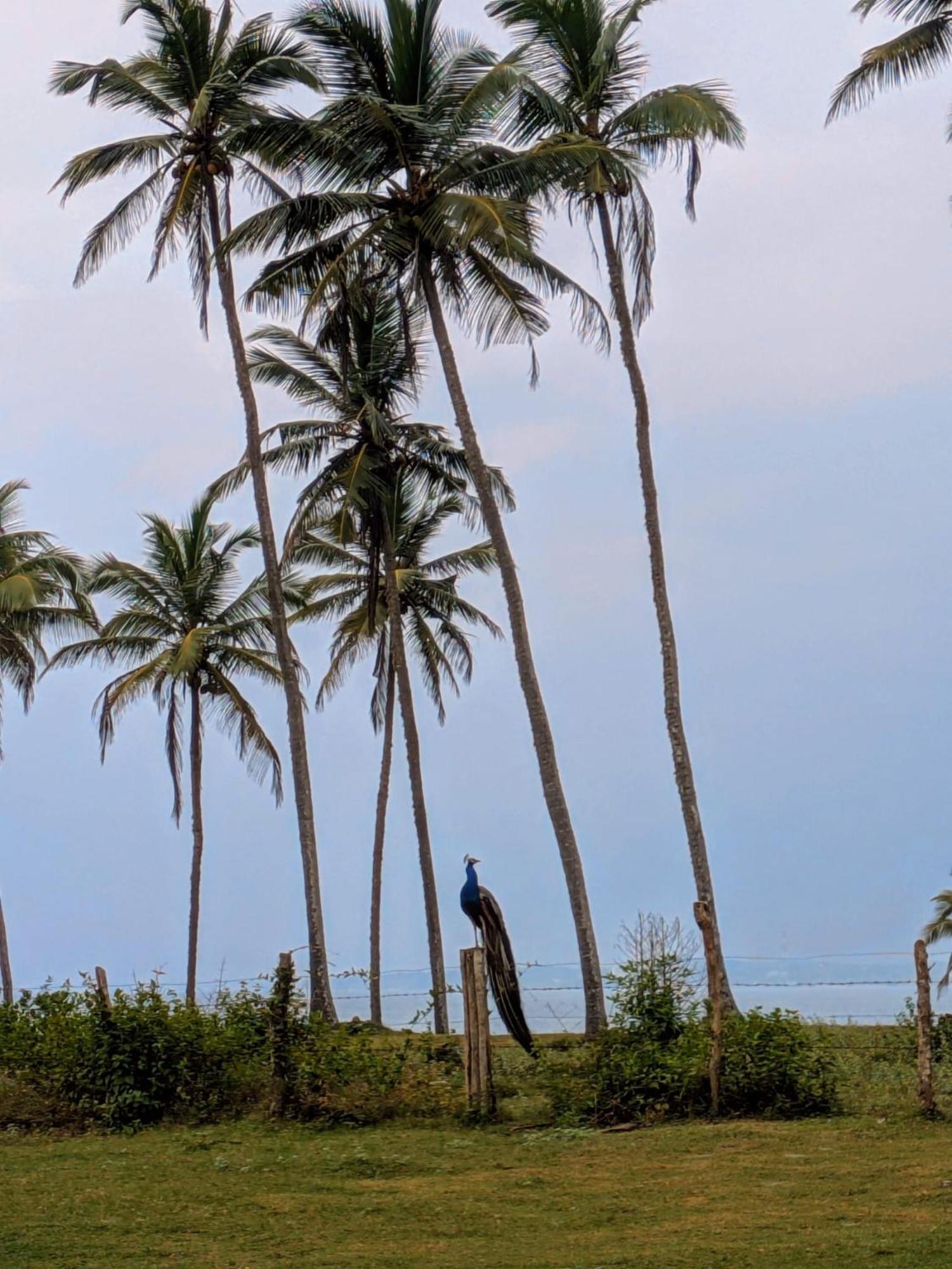 Coconut Tree Hill Rekawa Panzió Tangalle Kültér fotó